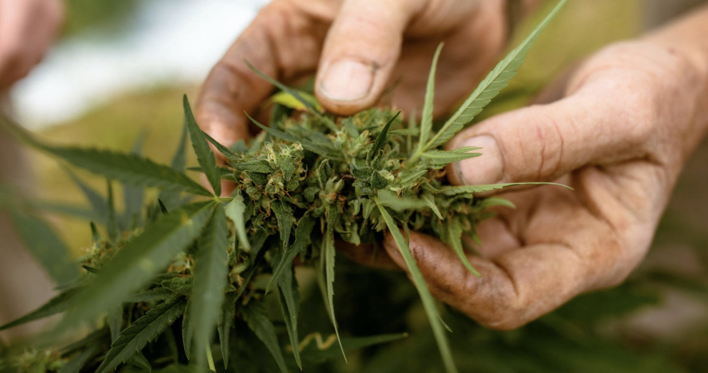 The Endocannabinoid System and Me